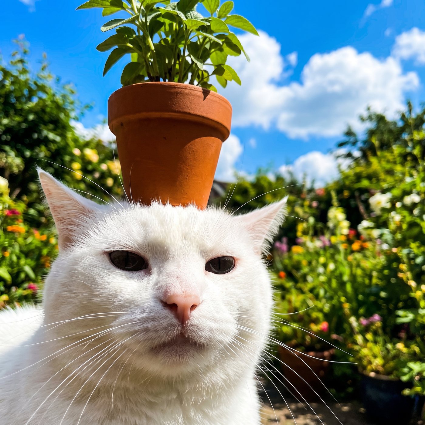 vibecat with a plant balanced on its head